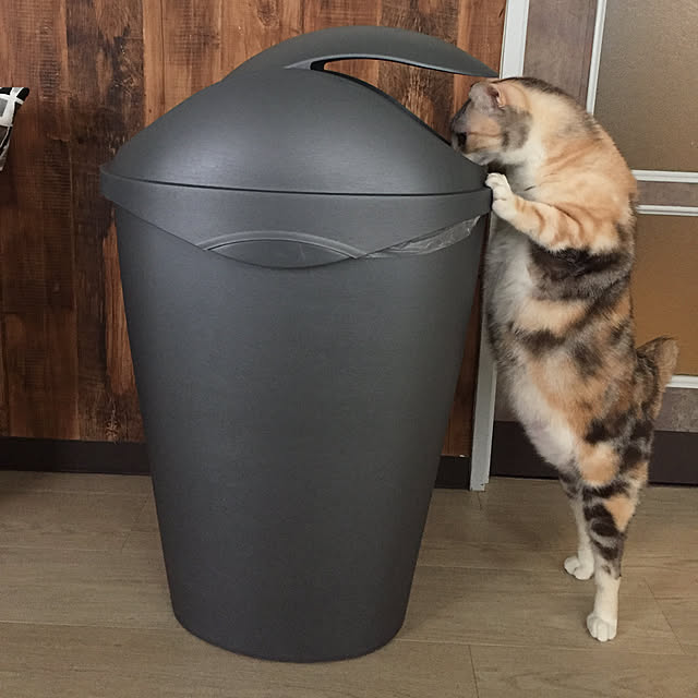 momijiさんの実例写真