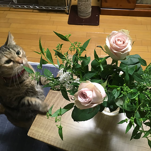 syutanさんの実例写真