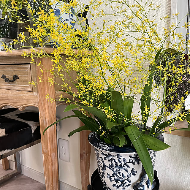 yokko_pawさんの部屋