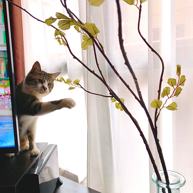 necomaru.comさんの実例写真