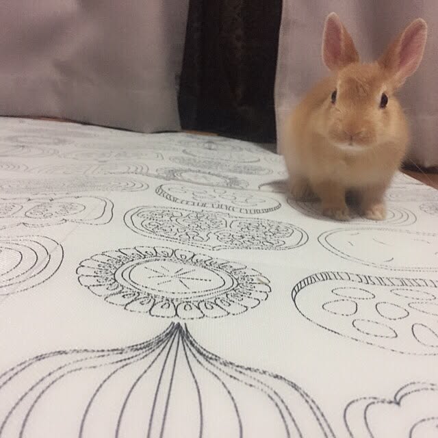 nonakaunakauさんの実例写真