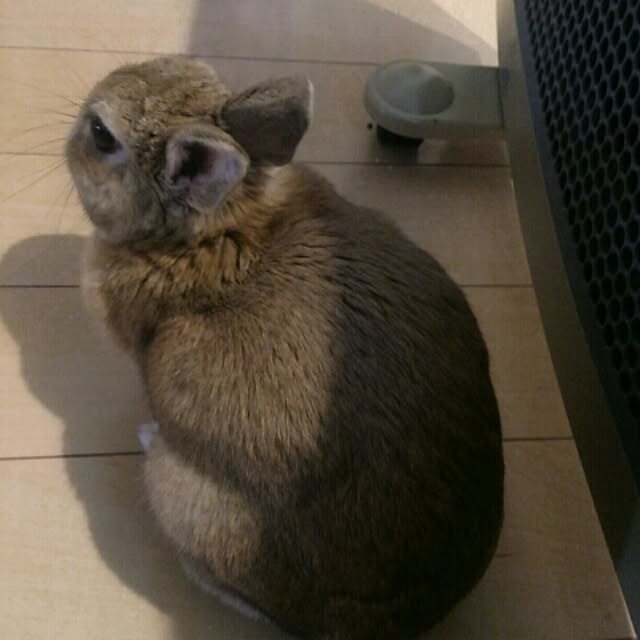 acaさんの実例写真