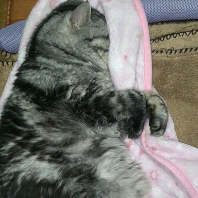 showさんの実例写真