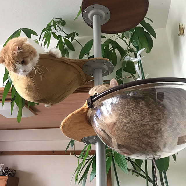 simsuさんの実例写真