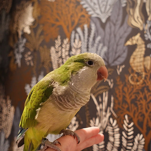 torinoさんの実例写真