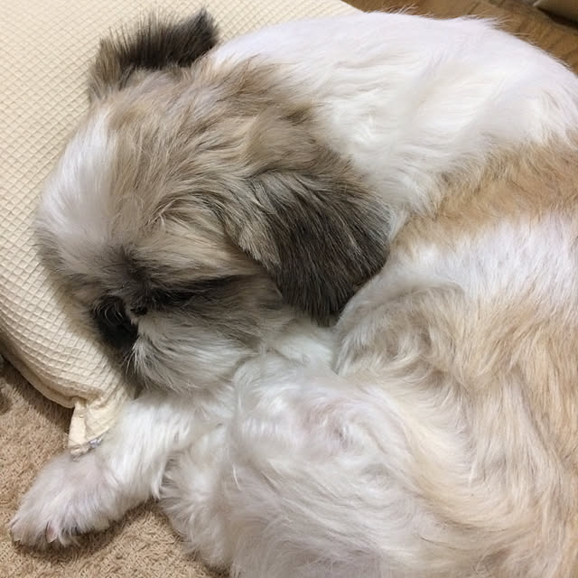 lenkaさんの実例写真