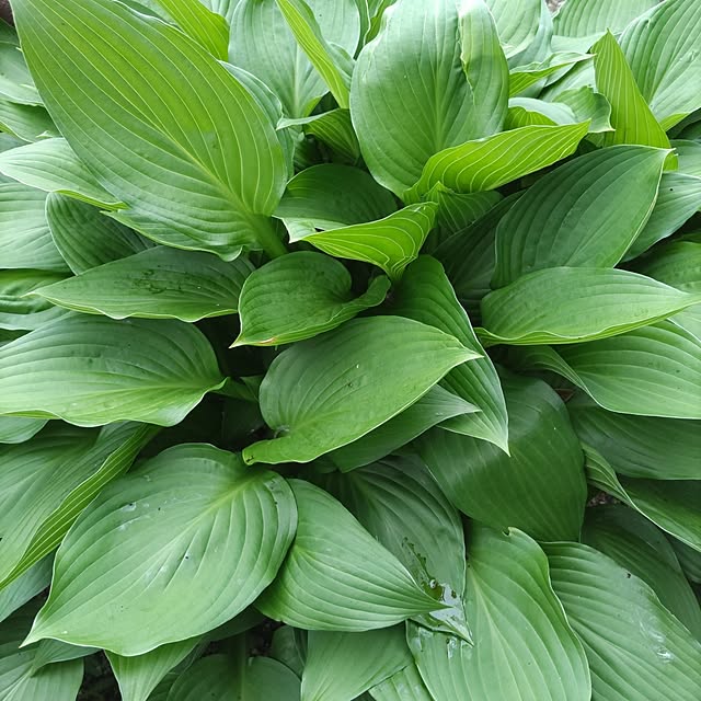 salacocoさんの部屋