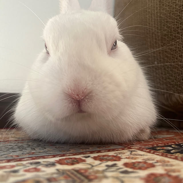 kuraraさんの実例写真