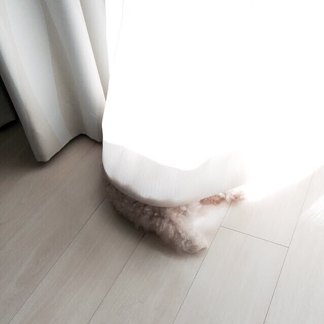 junjunさんの実例写真