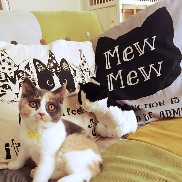 bambi_eyeさんの実例写真