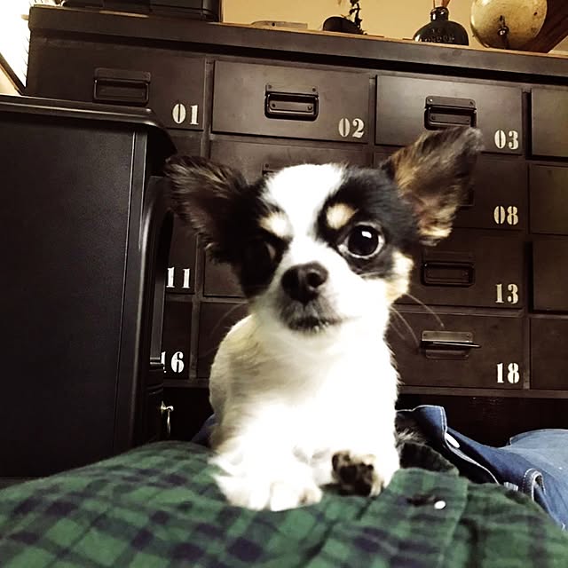 実例写真