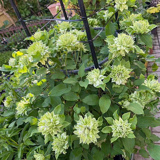 mamizaさんの実例写真