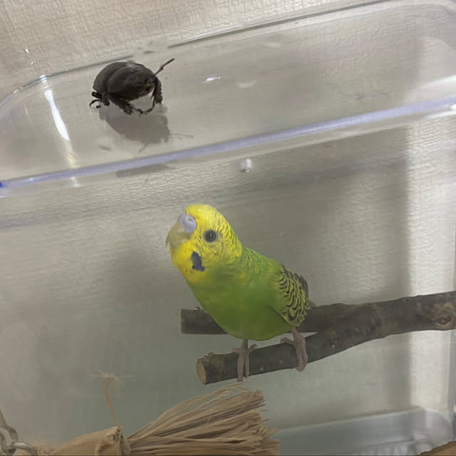 ohanaさんの実例写真