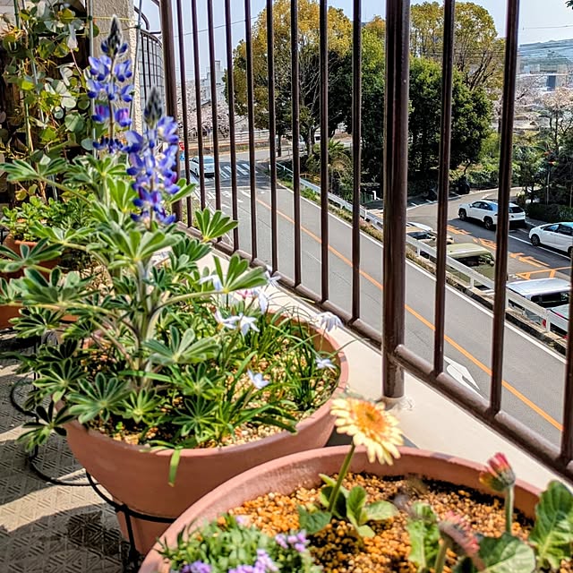 mi-saさんの実例写真