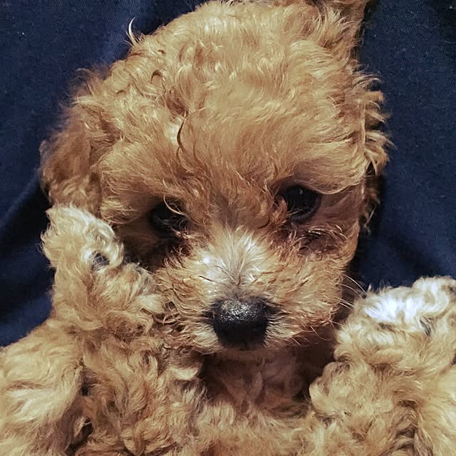 marikaさんの実例写真