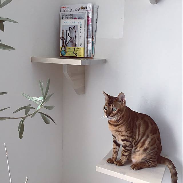 megu.catさんの実例写真