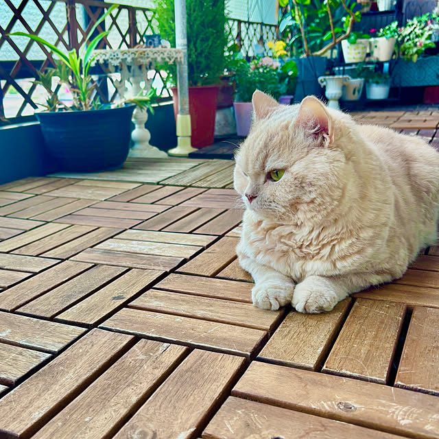 naokoさんの部屋