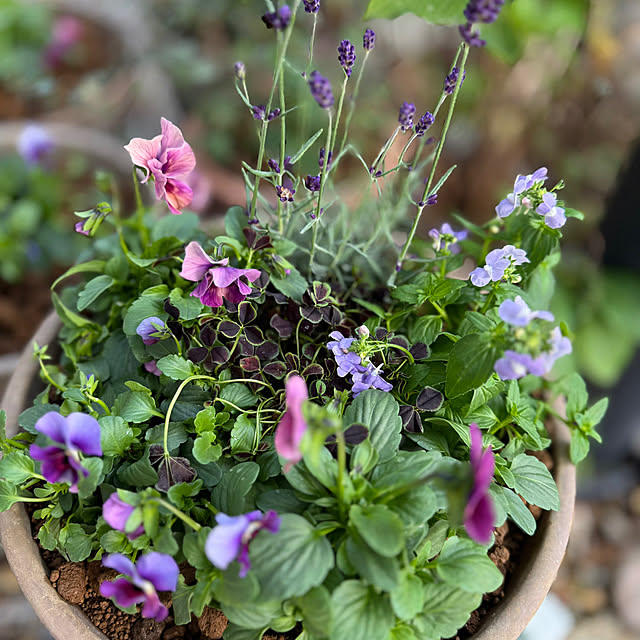 Lucyさんの実例写真