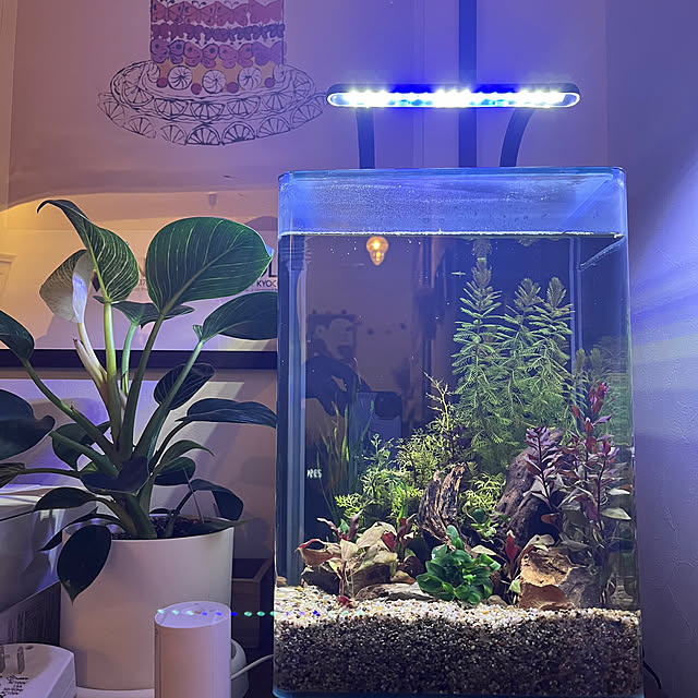 mimosaさんの部屋