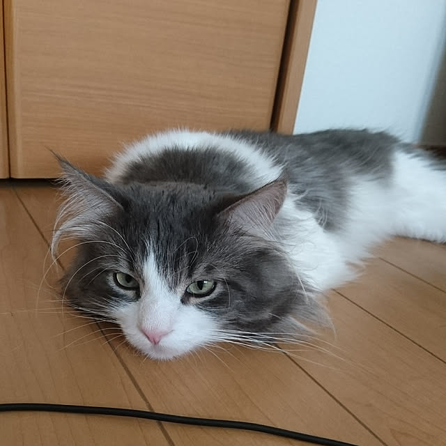 shinobuさんの実例写真