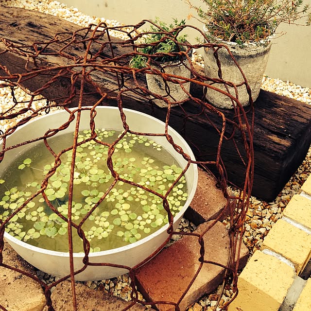 玄関/入り口/植物のインテリア実例 - 2015-01-17 09:28:20