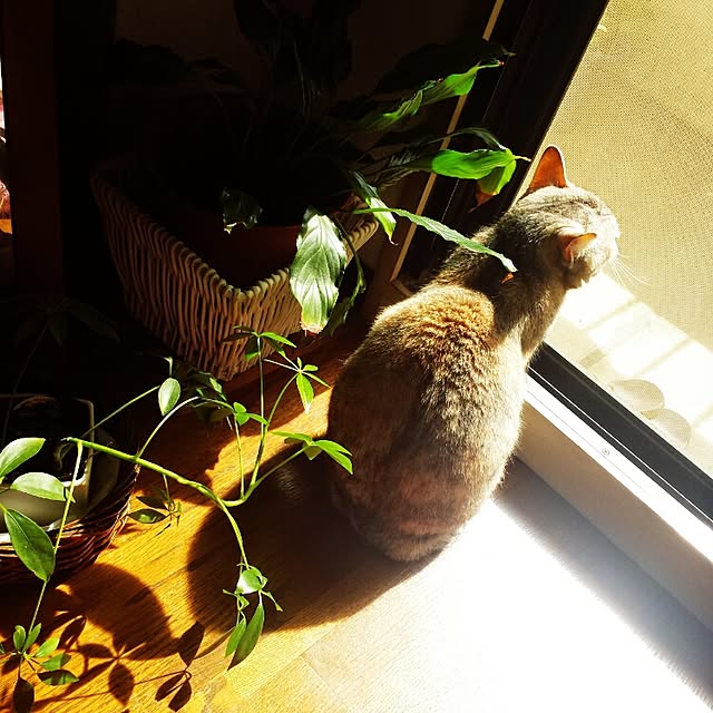 ginkoさんの実例写真