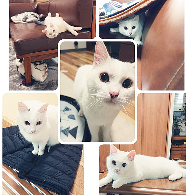 MIPORINNさんの実例写真