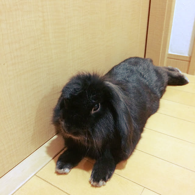 tudukiさんの実例写真