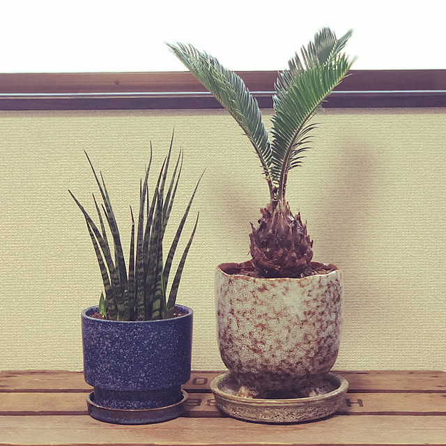 evisenさんの実例写真
