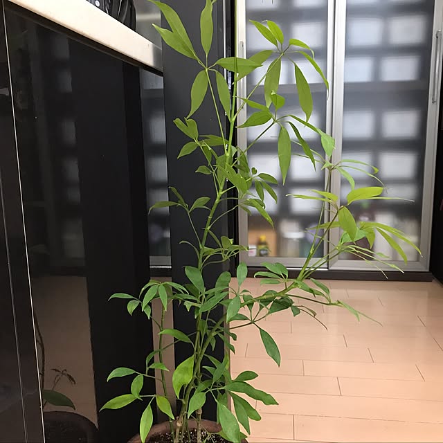 hamutarohさんの実例写真
