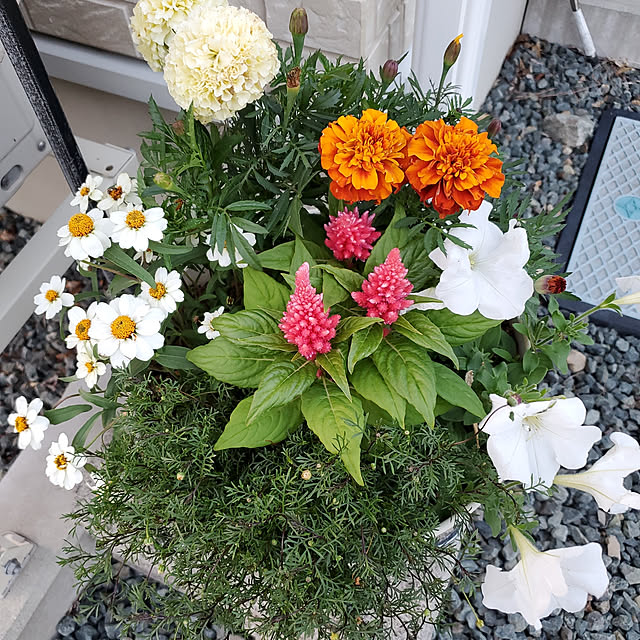 icchiさんの実例写真
