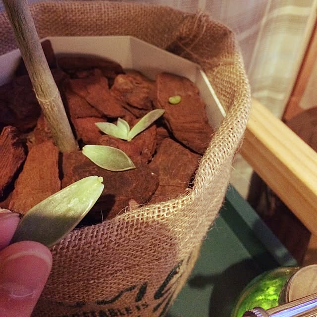 biscoさんの実例写真