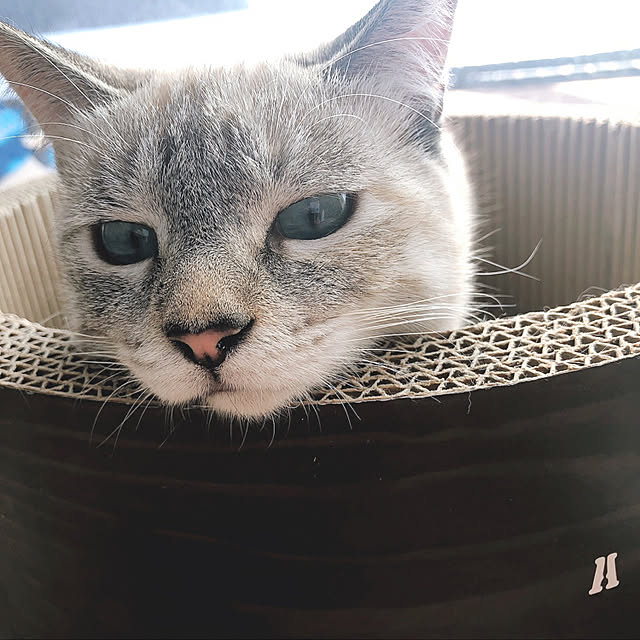 tomoyoさんの実例写真