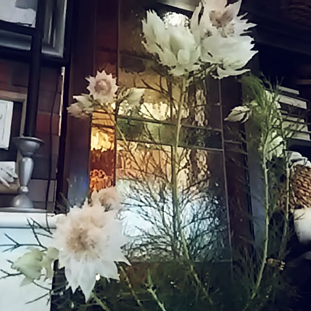 spinetailさんの実例写真