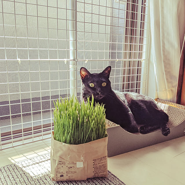 Pokkeさんの実例写真