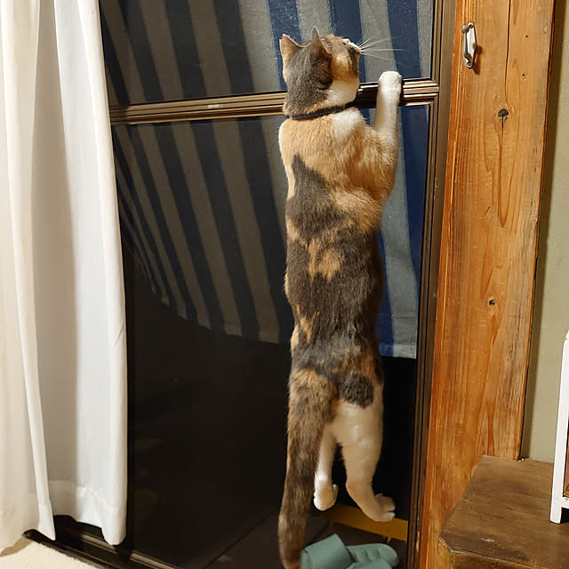 fukuさんの実例写真