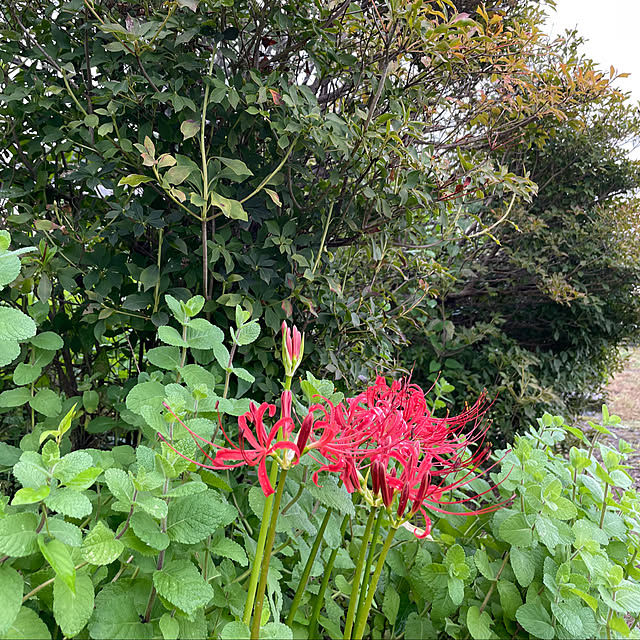 natsumiさんの部屋