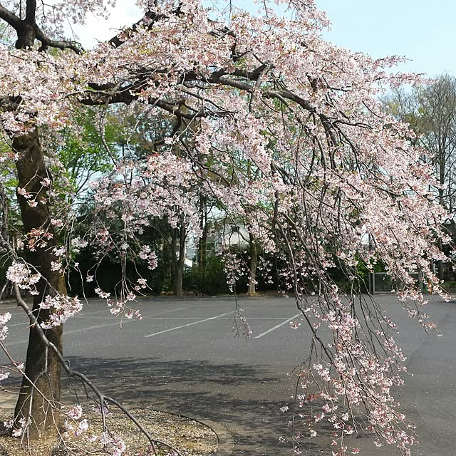 玄関/入り口/いいね&フォローありがとうございます☆/子供がいる家/家族で暮らす/おしゃれに食べたい‼...などのインテリア実例 - 2017-04-13 12:52:32