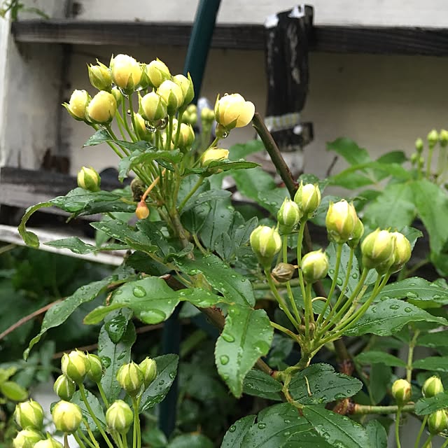 happy0612さんの実例写真
