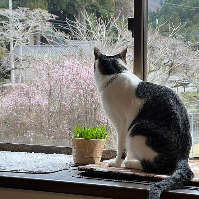 kuzumeganeさんの実例写真