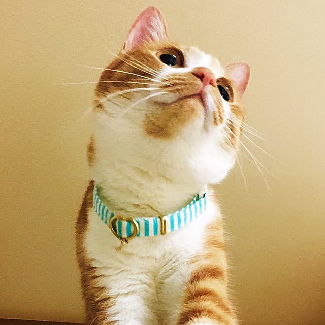 cocomaroさんの実例写真