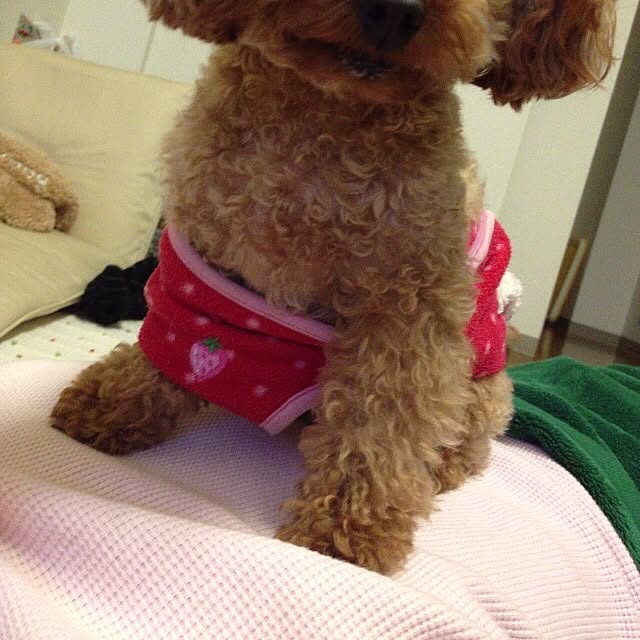 sakuraさんの実例写真