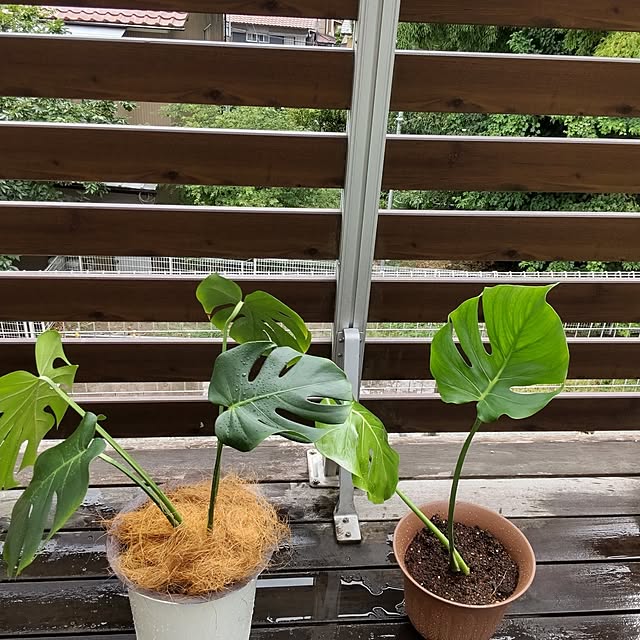 mapleさんの部屋