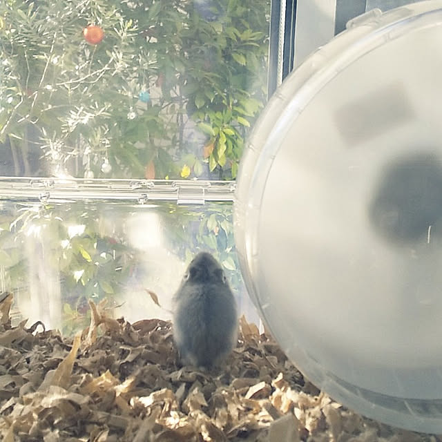 rukoさんの実例写真