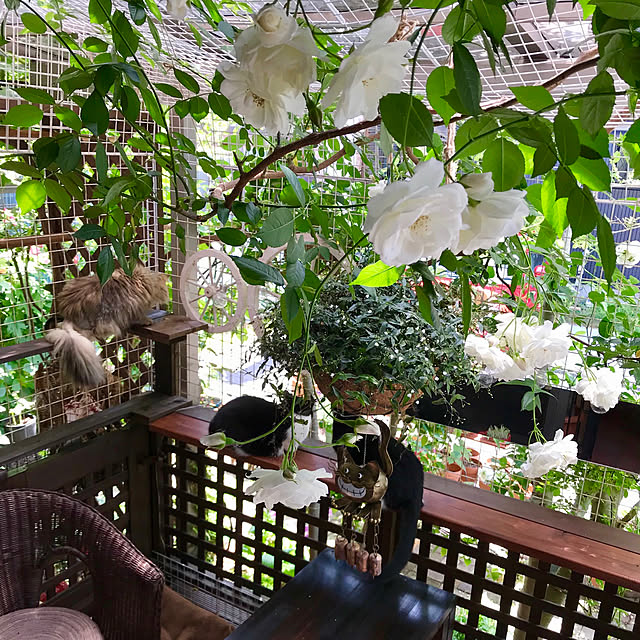 butachanさんの実例写真