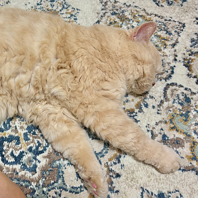 naokoさんの実例写真