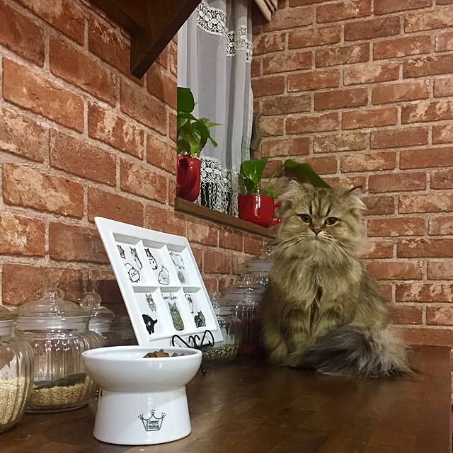 butachanさんの実例写真