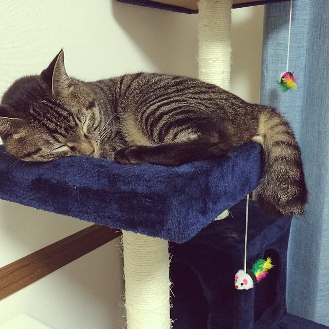 pippiさんの実例写真