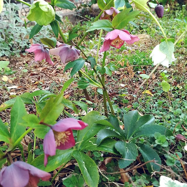 chiipinさんの実例写真