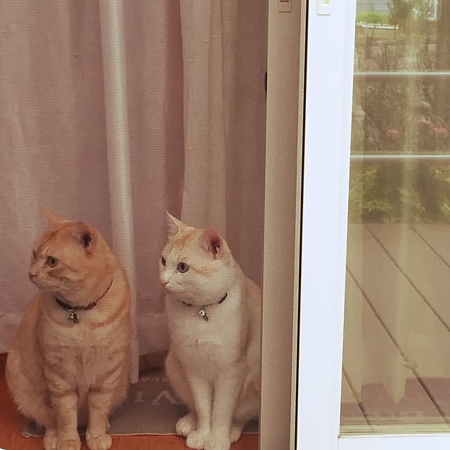 chiimalさんの実例写真